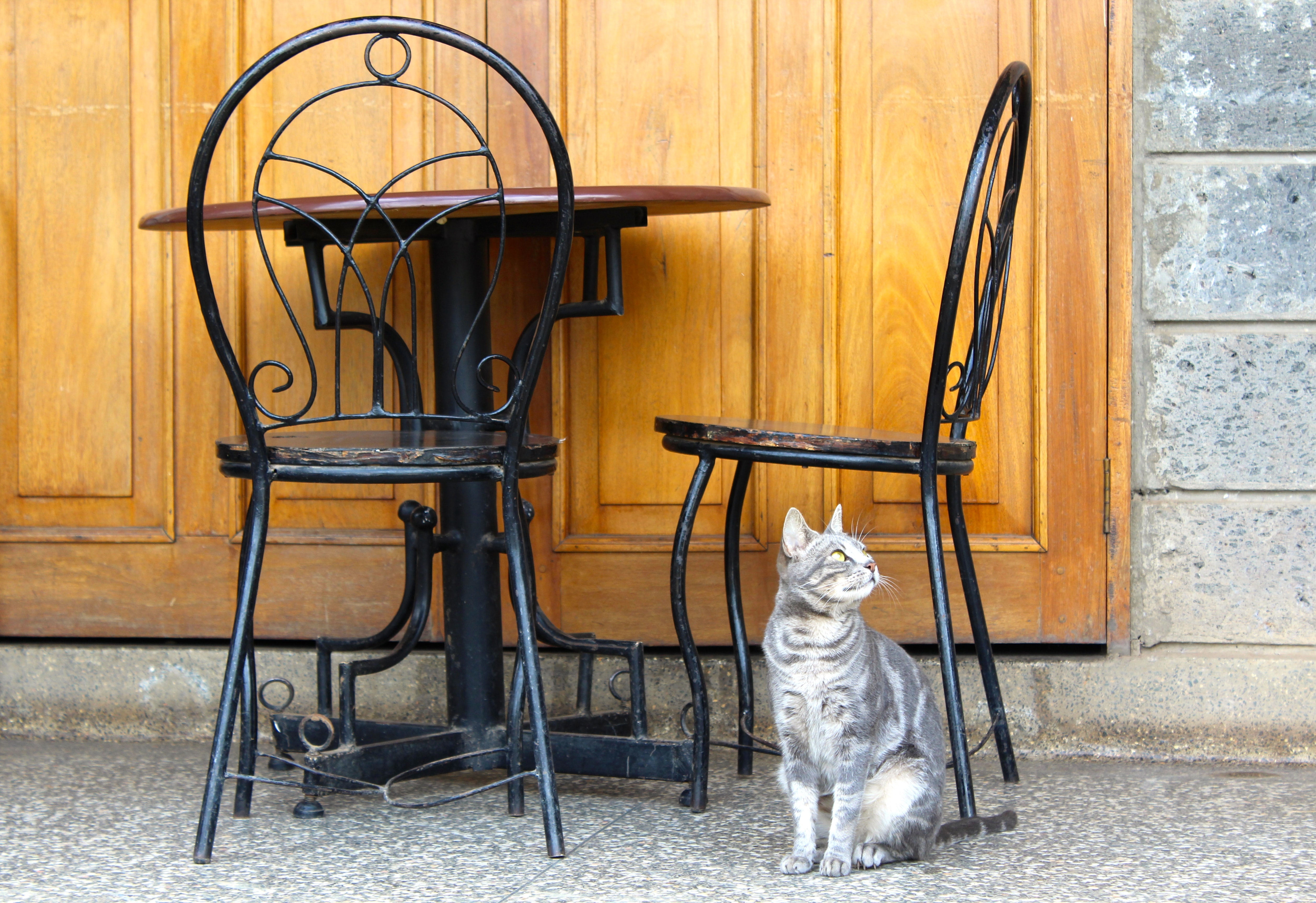 cat sitting under café chair